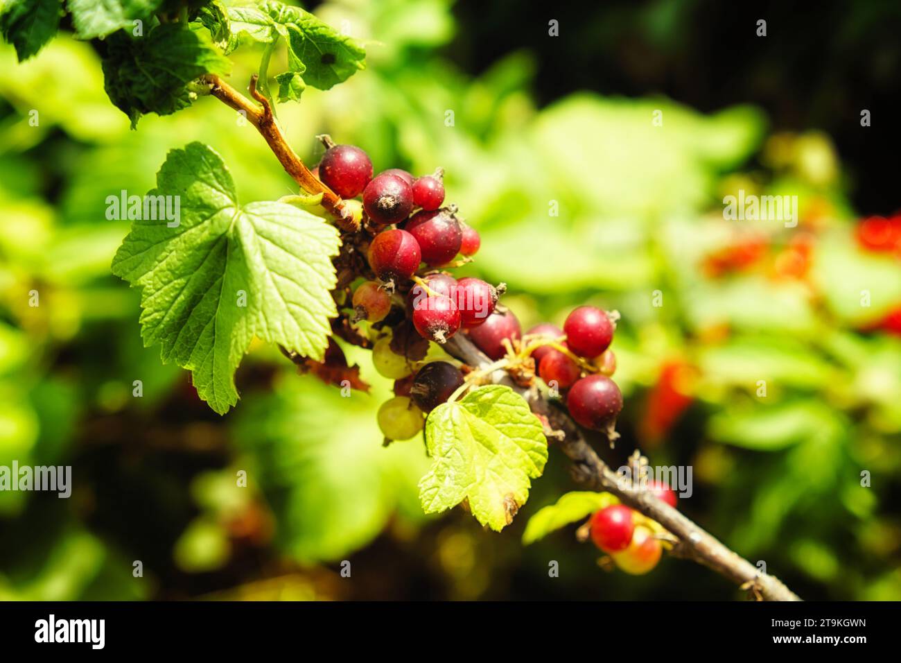 A branch of a bush with green leaves and dark purple berries. The background is blurred and consists of more greenery. Unripe berries of black currant Stock Photo