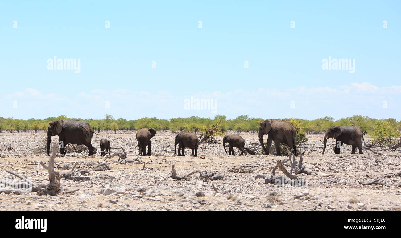 Landscape view of a family herd of elephants on the dry rocky African outcrop, with a natural bush background Stock Photo