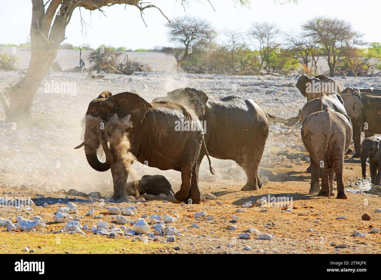 Dusty elephants with lots of dust in the air as they spray themselves