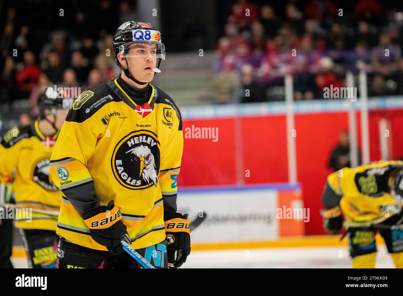 Aalborg, Denmark. 24th, November 2023. Noah Samsoe (10) of Herlev Eagles seen during the Metal Liga ice hockey match between Aalborg Pirates and Herlev Eagles at Sparekassen Danmark Isarena in Aalborg. (Photo credit: Gonzales Photo - Balazs Popal). Stock Photo