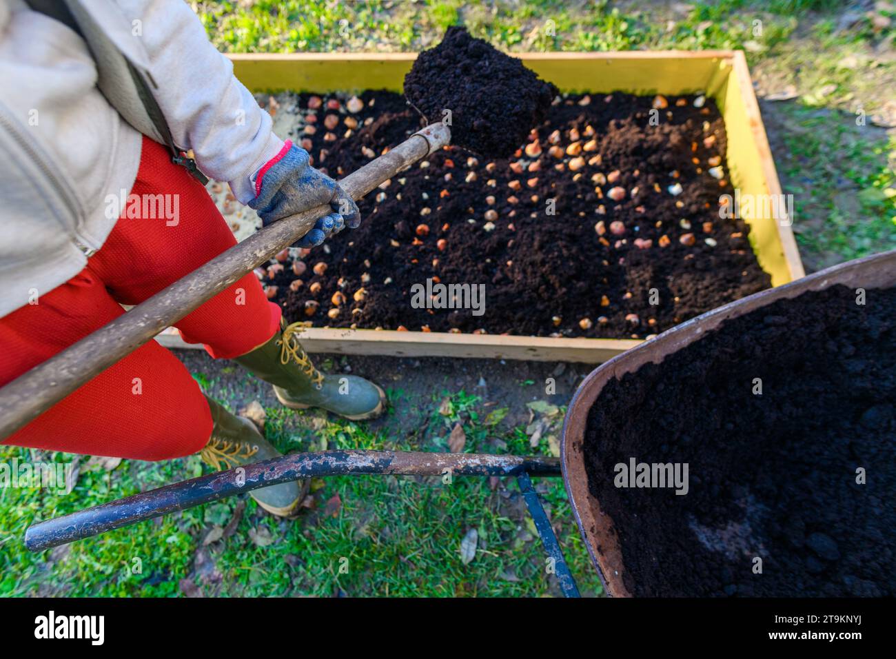 Planting tulip bulbs in a raised bed during sunny autumn afternoon
