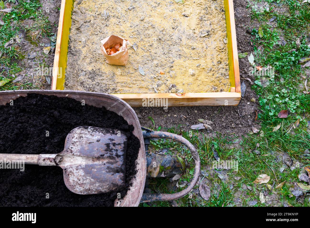 Planting tulip bulbs in a raised bed. Adding compost to flowerbed