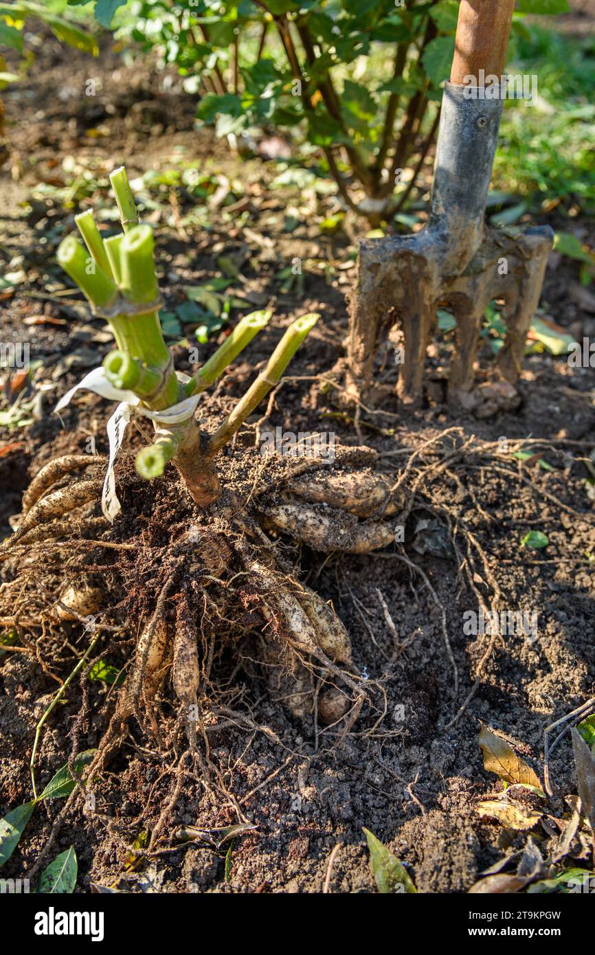 Freshly lifted dahlia plant tubers. Digging up dahlia tubers, cleaning