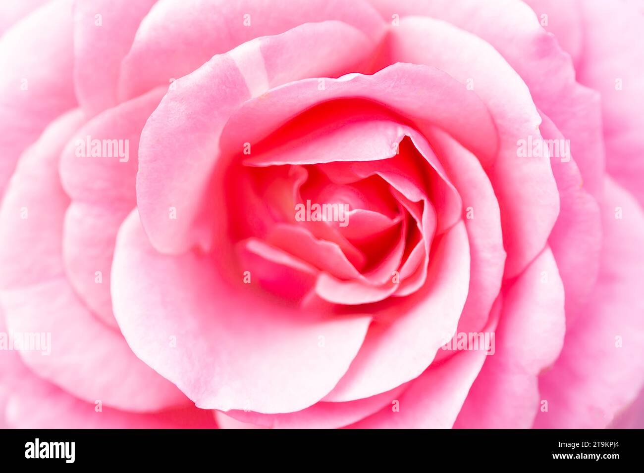 Pale pink single roses hi-res stock photography and images - Alamy