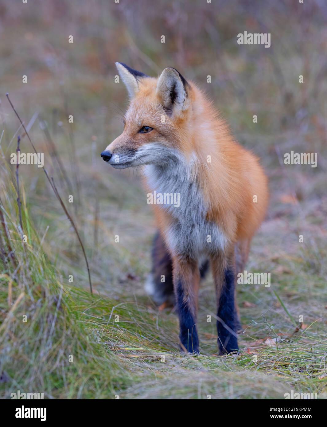 A young red fox with a beautiful tail walking through a grassy meadow in autumn. Stock Photo