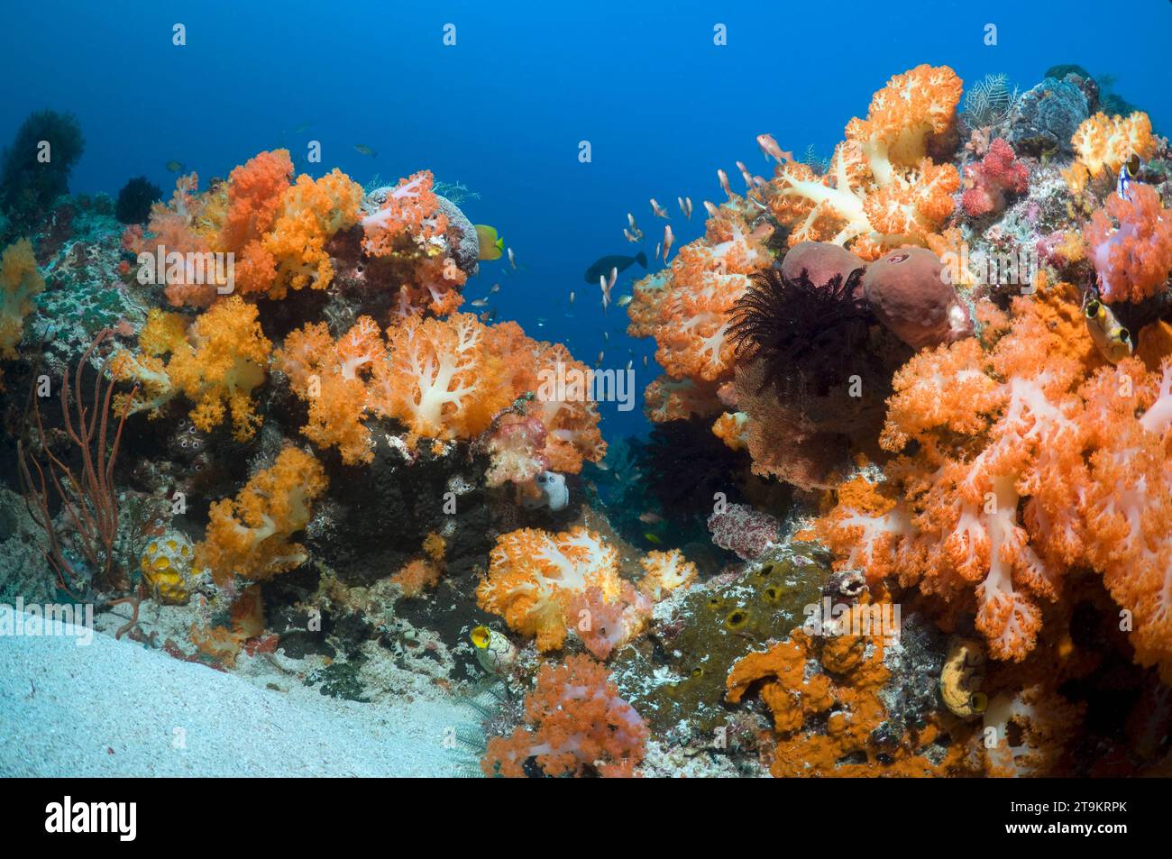 Coral reef scenery with soft corals (Scleronephthya sp.).  Komodo National Park, Indonesia. Stock Photo