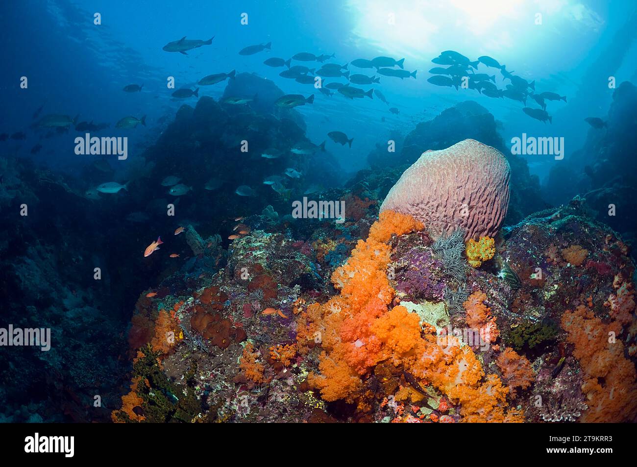 Coral reef scenery with Barrel sponge (Xestospongia sp.), soft coral (Scleronethphya sp.) and a school of snappers in background.  Komodo National Par Stock Photo