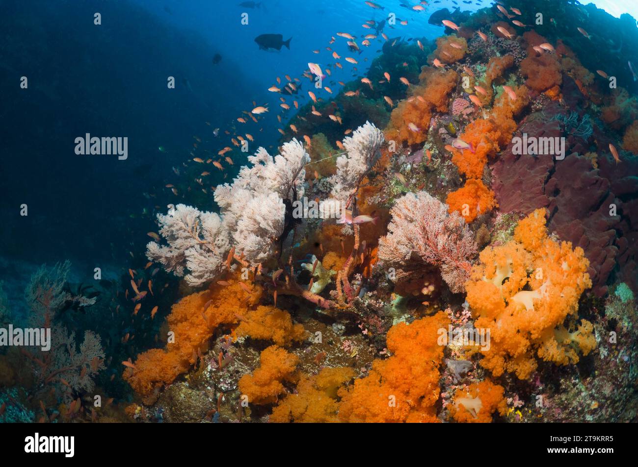 Coral reef scenery with  soft coral (Scleronethphya sp.) and gorgonians.  Komodo National Park, Indonesia.  (Digital capture). Stock Photo