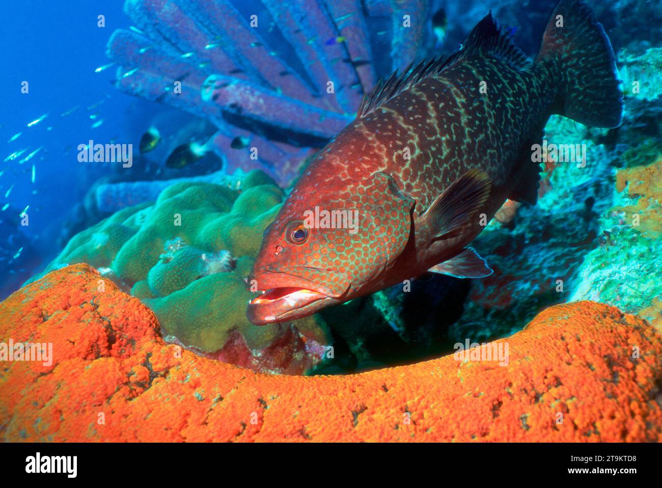 Coney Fish Caribbean