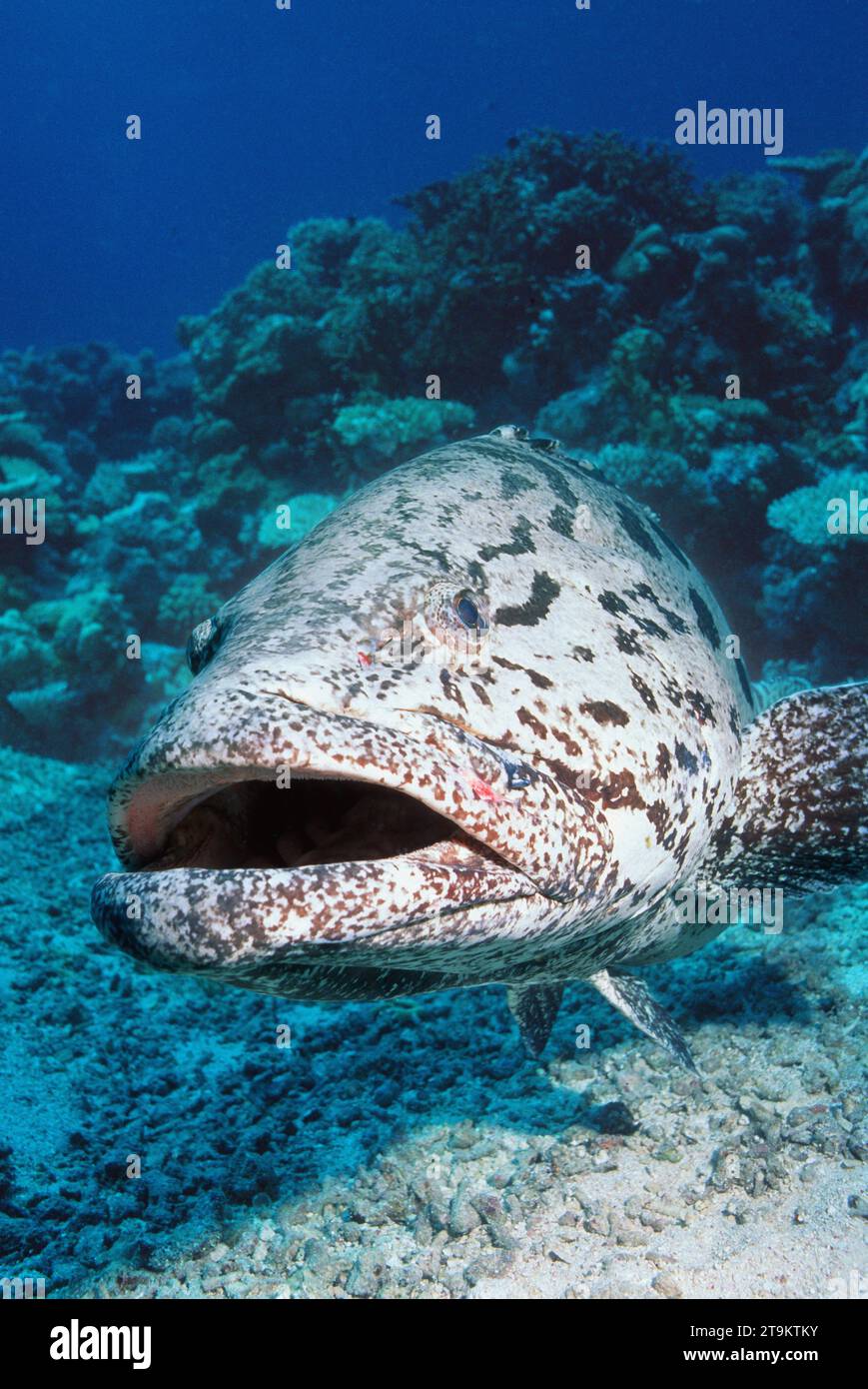 Nassau grouper (Epinephelus striatus).  Bahamas, Caribbean, Atlantic. Stock Photo