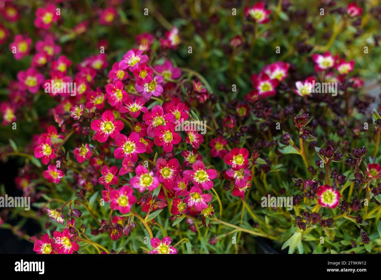 Floral background. Red Saxifraga flowers bloom in the flowerbed. Stock Photo