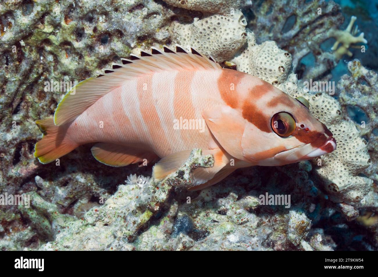Blacktip grouper (Epinephelus fasciatus) perched on corals. Egypt, Red ...