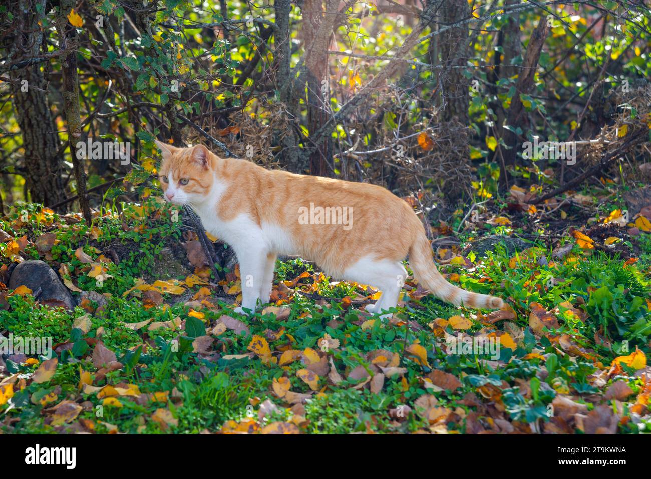 Tabby and white cat in nature Stock Photo Alamy