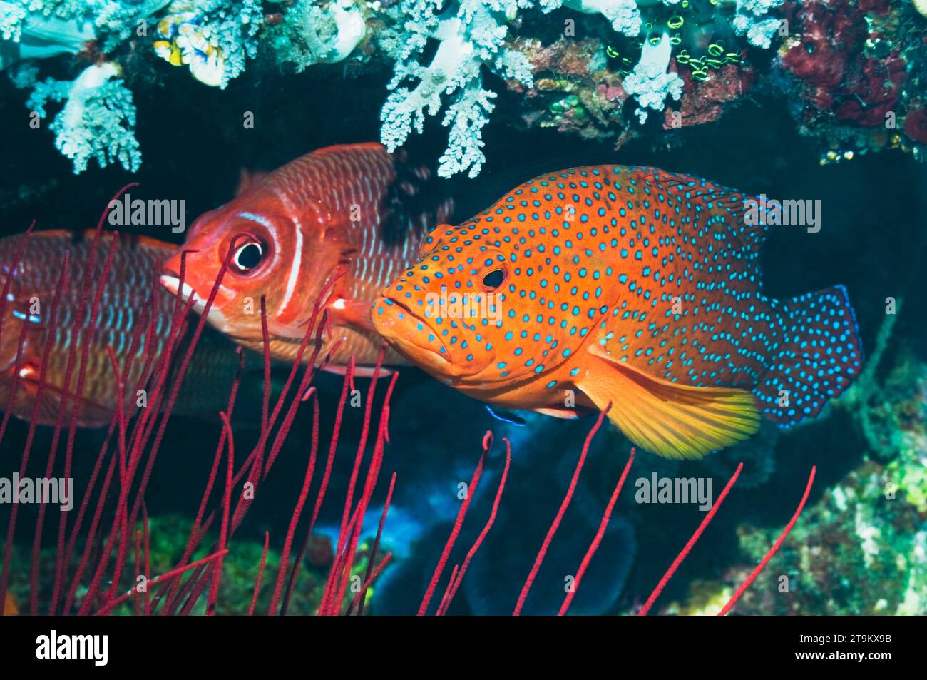Coral hind (Cephalopholus miniata) and a Silverspot squirrelfish (Sargocentron caudimaculatum).  Raja Ampat, West Papua, Indonesia. Stock Photo