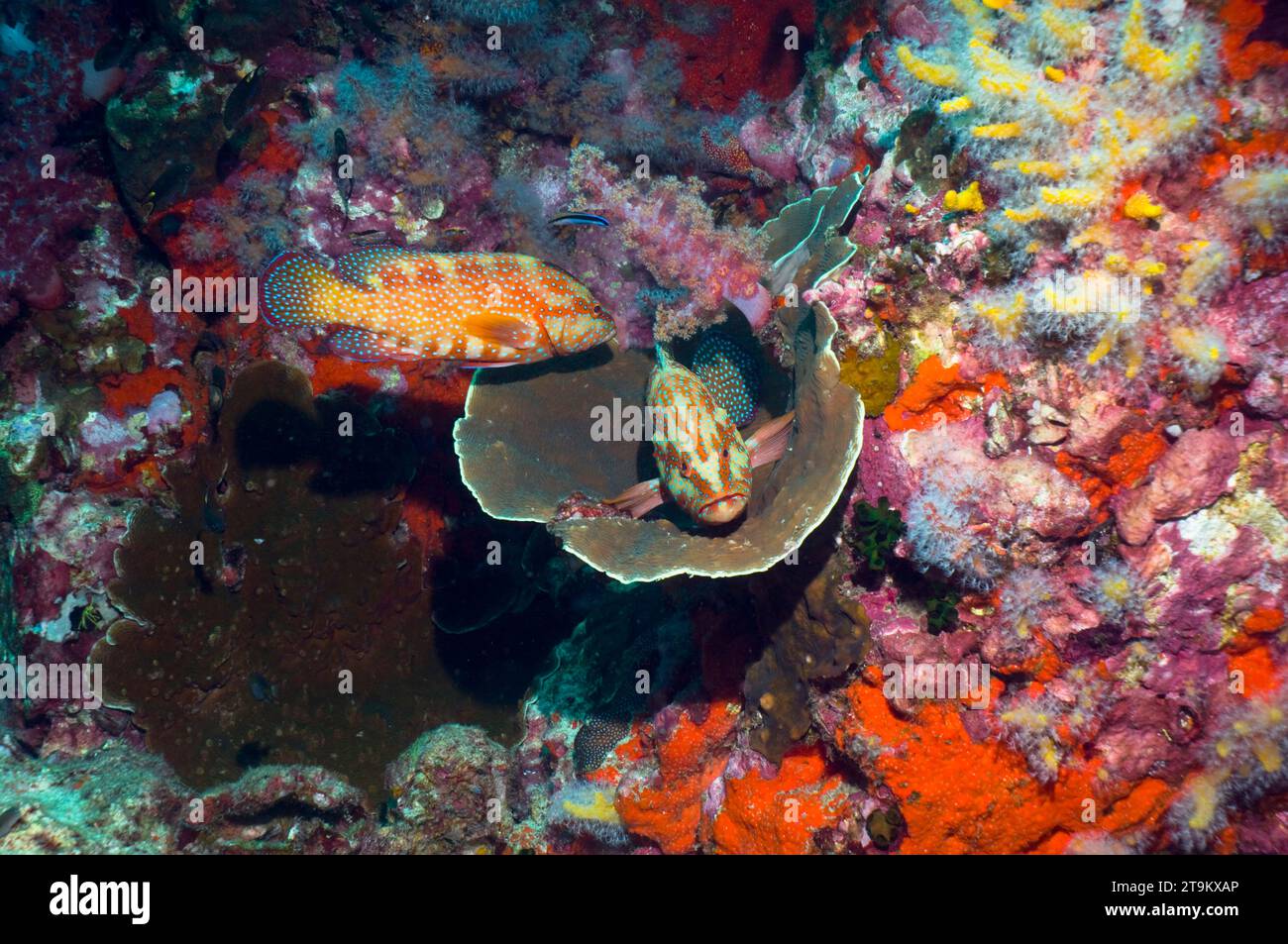 Coral hind (Cephalopholis miniata) lying in coral basin (Agaricia undata).  Agariciidae.  Andaman Sea, Thailand. Stock Photo
