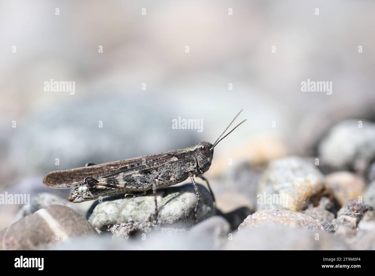 european grasshopper in a dry riverbed Stock Photo