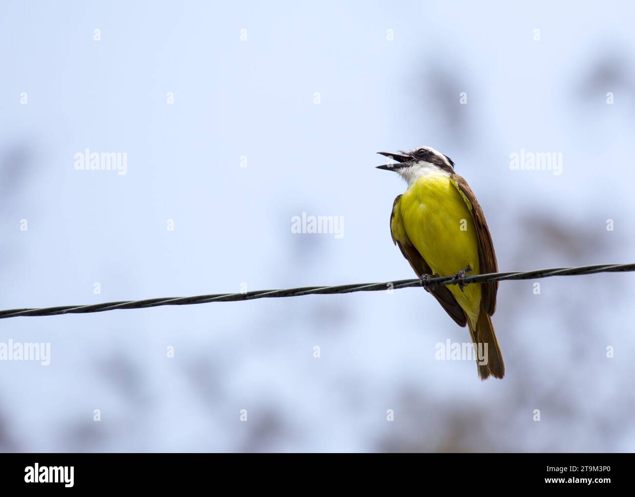 Immerse yourself in the vibrant world of the Great Kiskadee (Pitangus sulphuratus), a melodious bird adorned in striking yellow and brown. Native to t Stock Photo