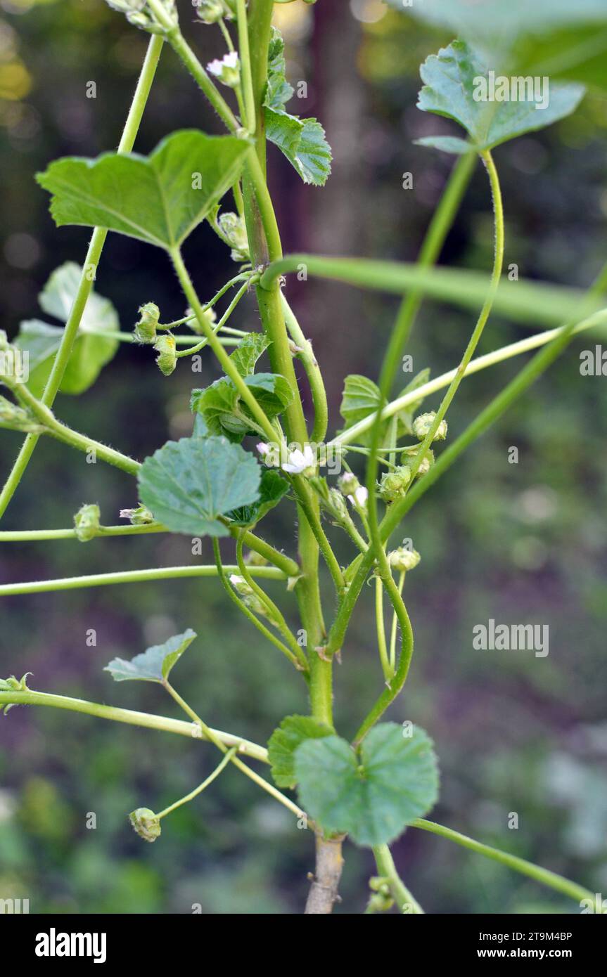 Mallow, Malva pusilla, Malva rotundifolia grows in the wild in summer Stock Photo