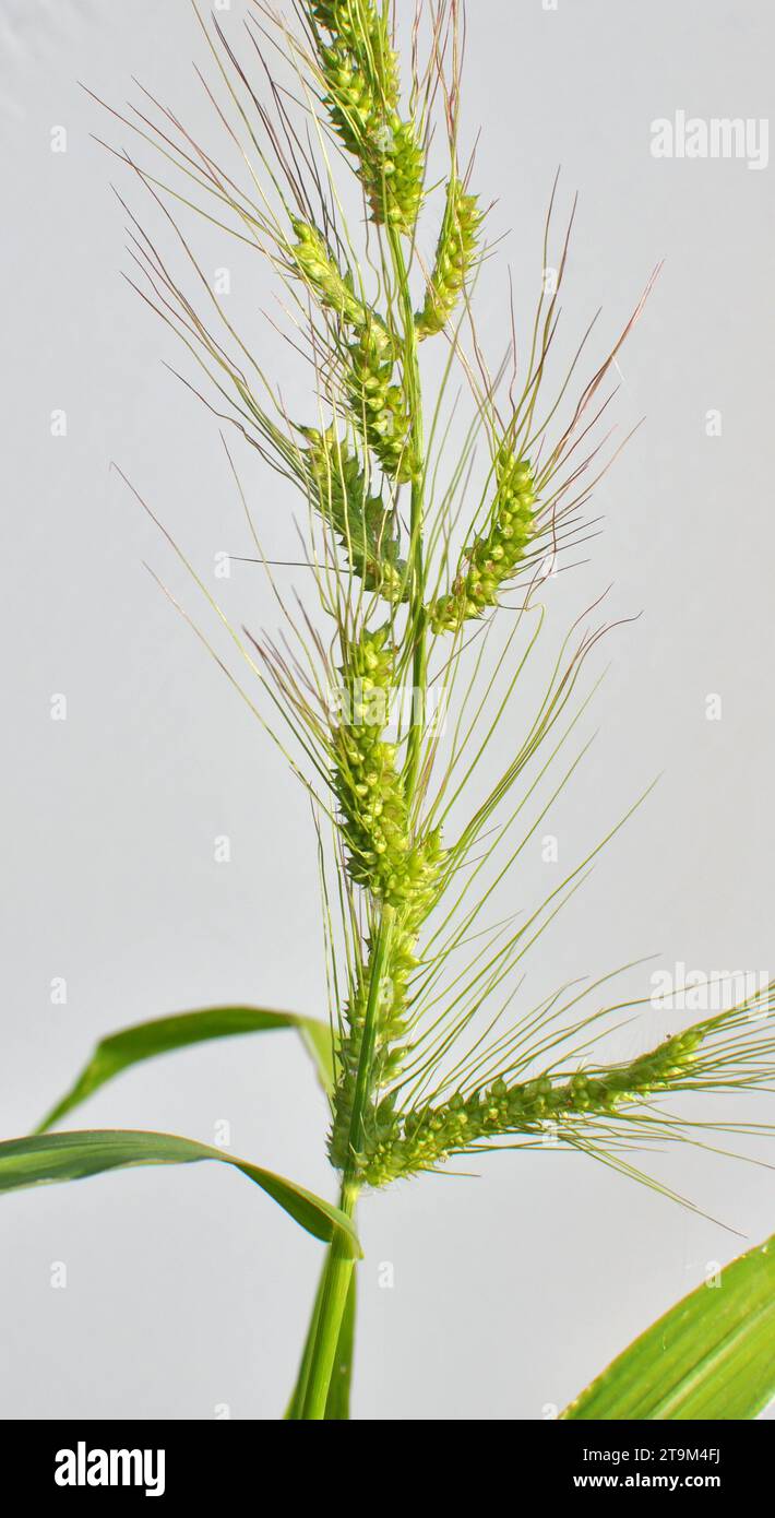 In the field, as weeds among the agricultural crops grow Echinochloa crus-galli Stock Photo