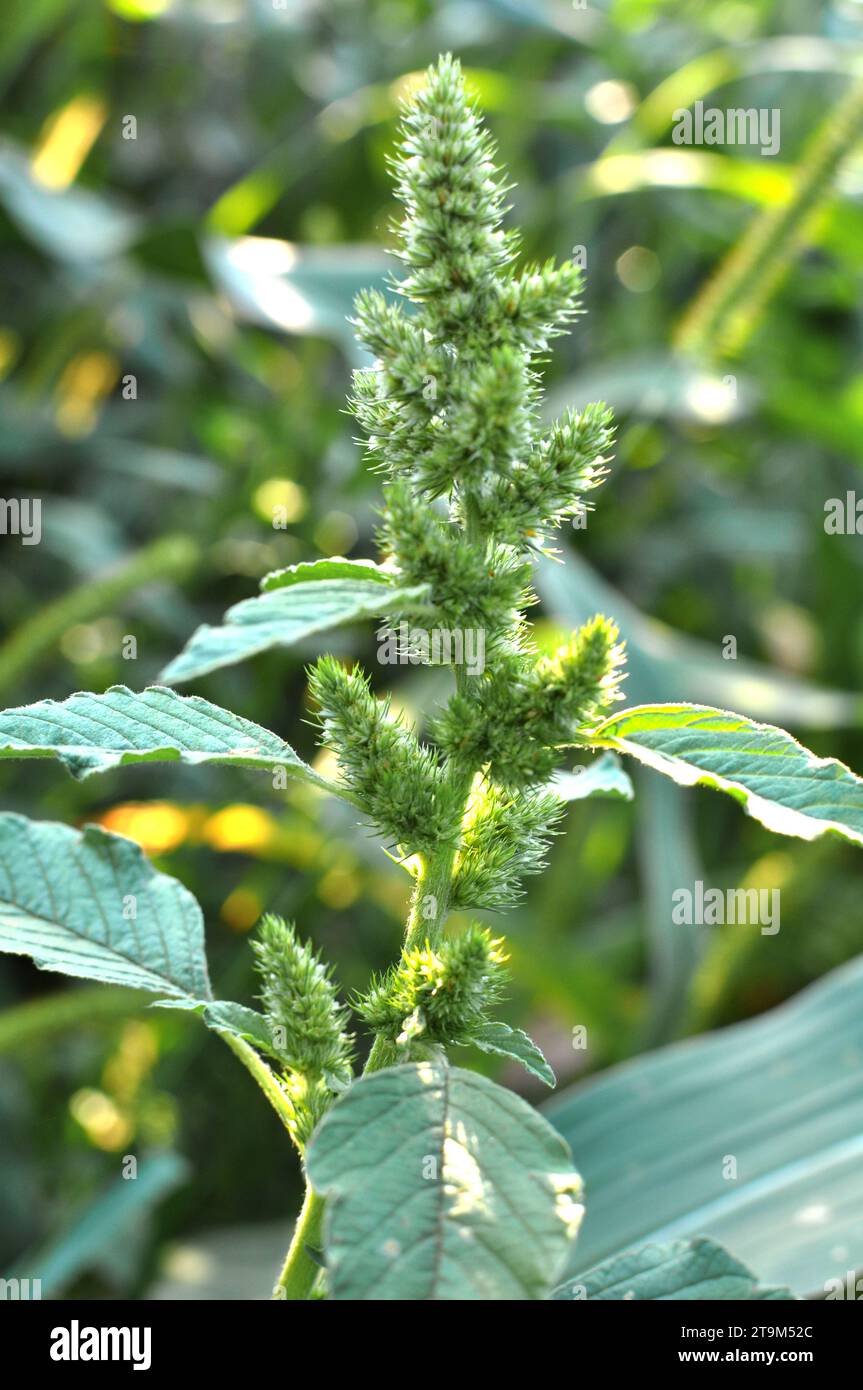 In nature, in the field, like a weed, grows common amaranthus Stock Photo