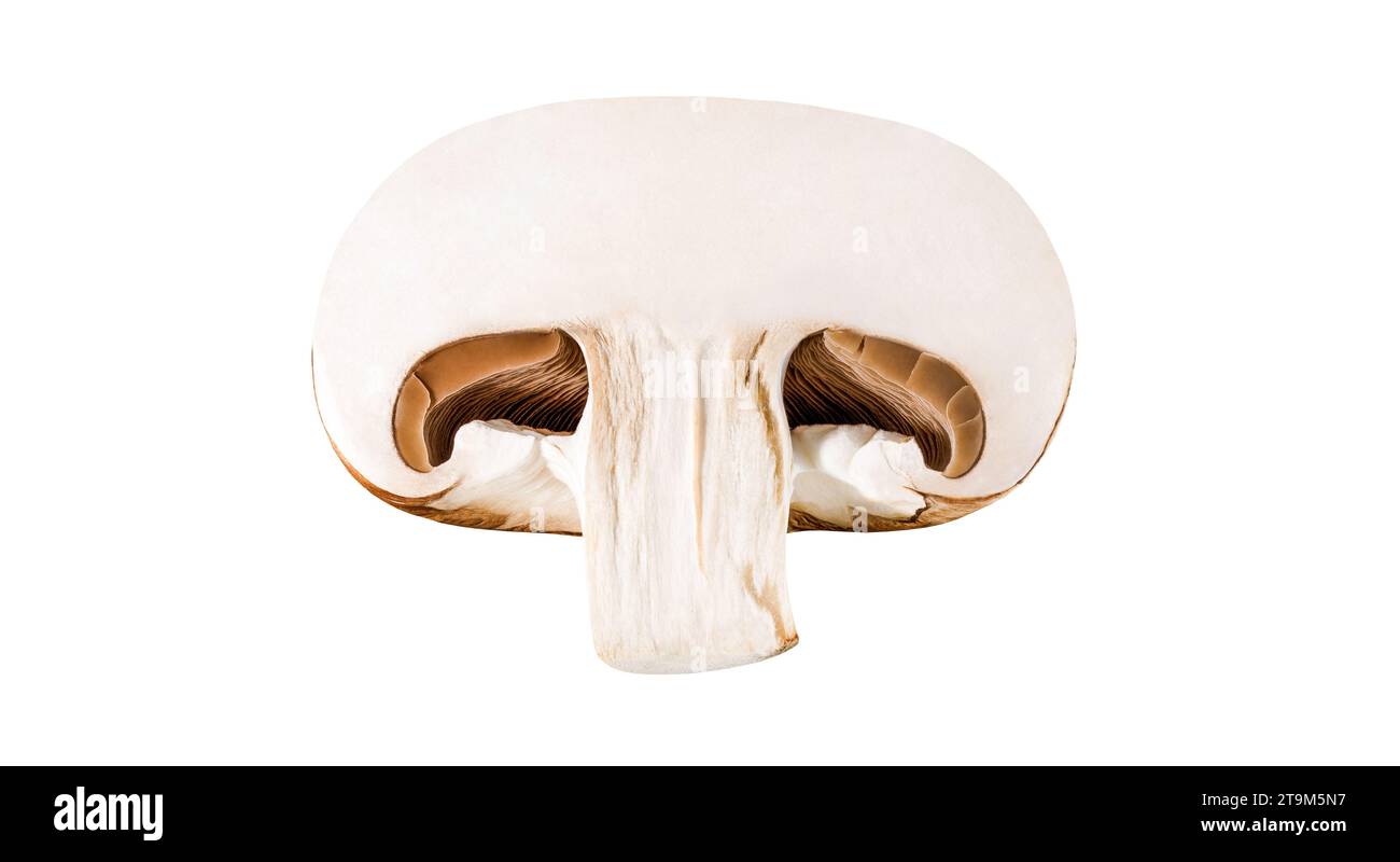 Champignon mushroom brown Royal, cut, one isolated on white background with clipping path, element of packaging design. Stock Photo