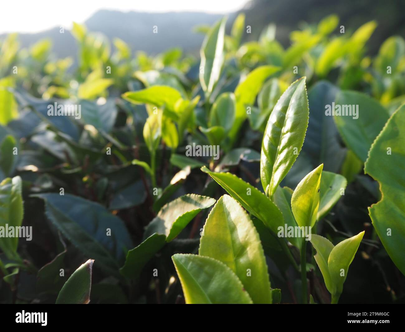 Tea field in Taiwan Stock Photo