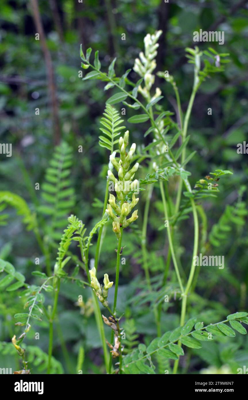 Astragalus cicer grows among the grasses in the wild Stock Photo