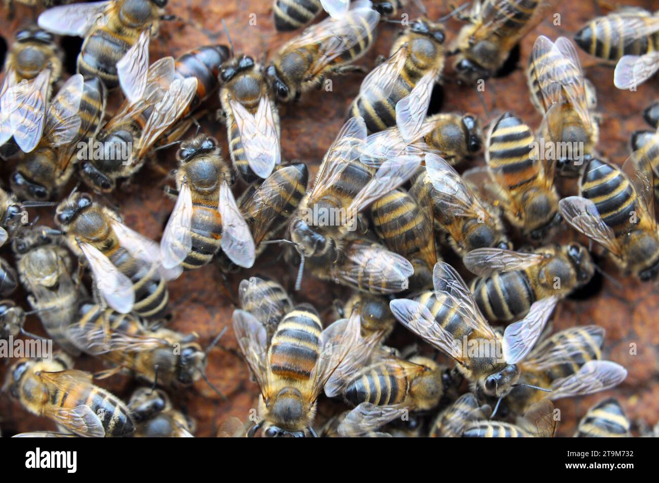 Honeybee worker making wax hi-res stock photography and images - Alamy