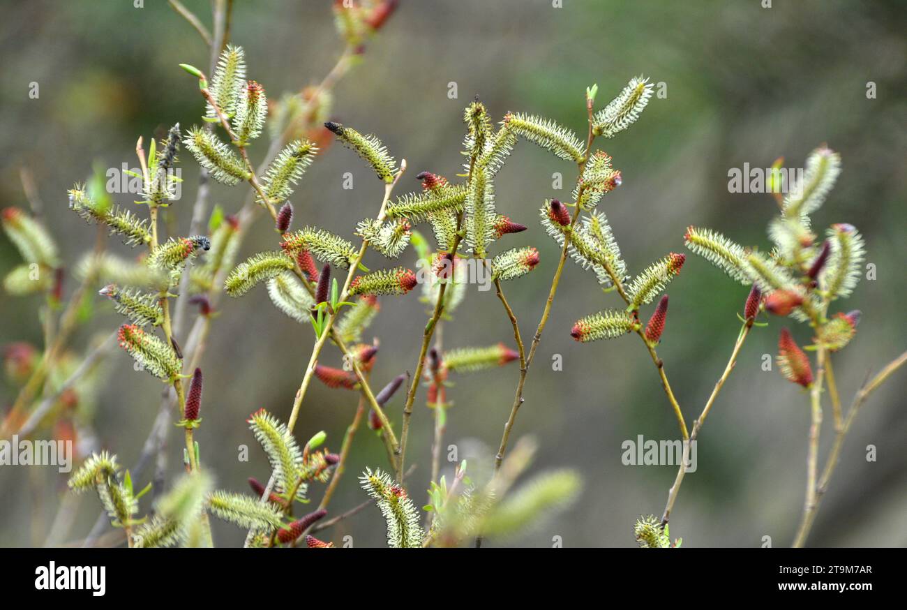 In spring, purple willow (Salix purpurea) grows in the wild Stock Photo