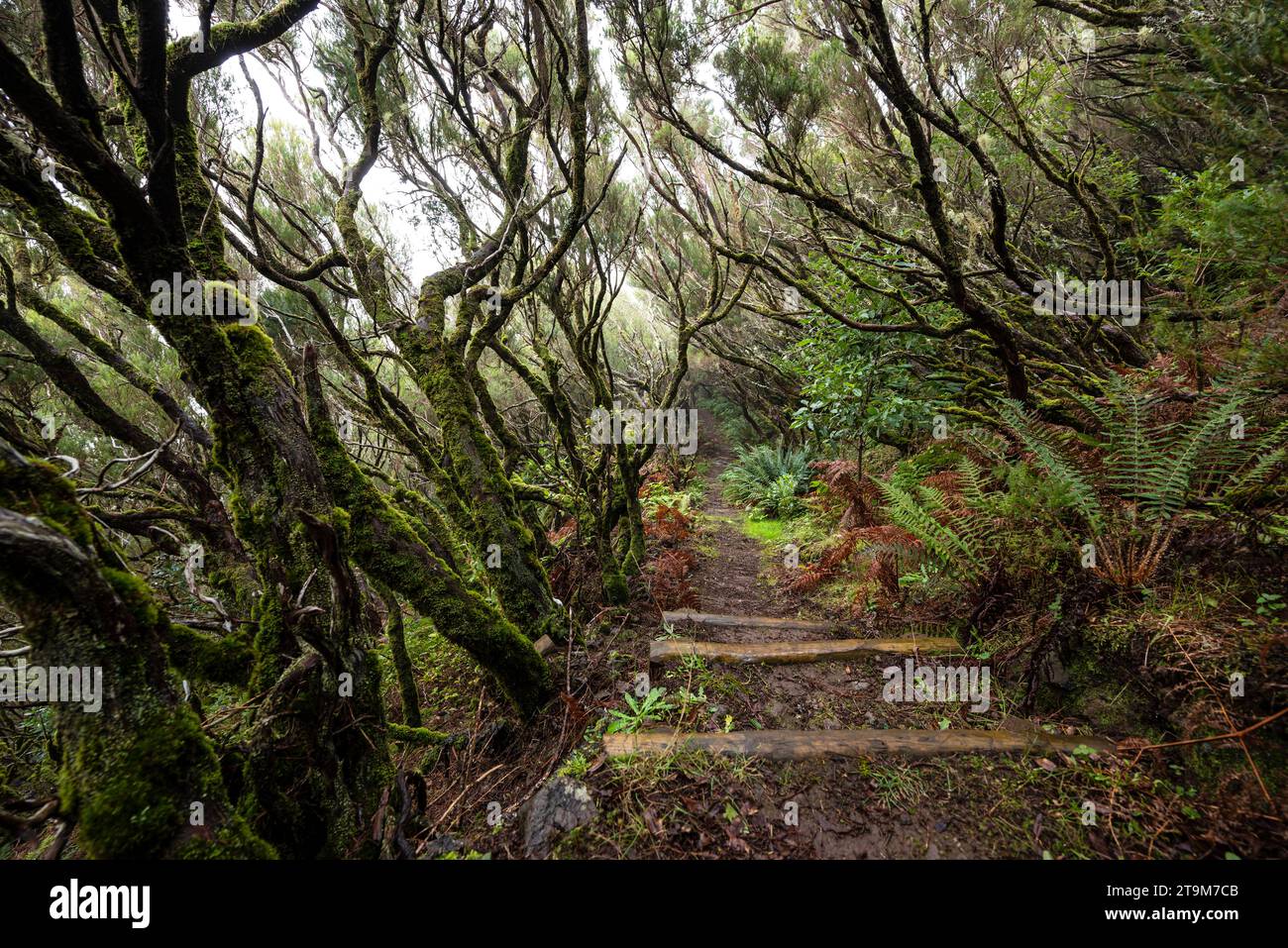 Footpath through a misty forest of moss-covered tree heath, path section of the 'Levada do Furado Velho' hiking trail, Madeira, Portugal Stock Photo