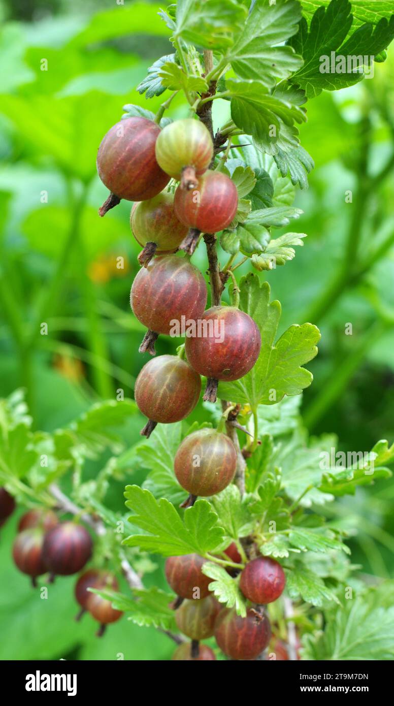 Branch bush of gooseberry with ripe berries Stock Photo