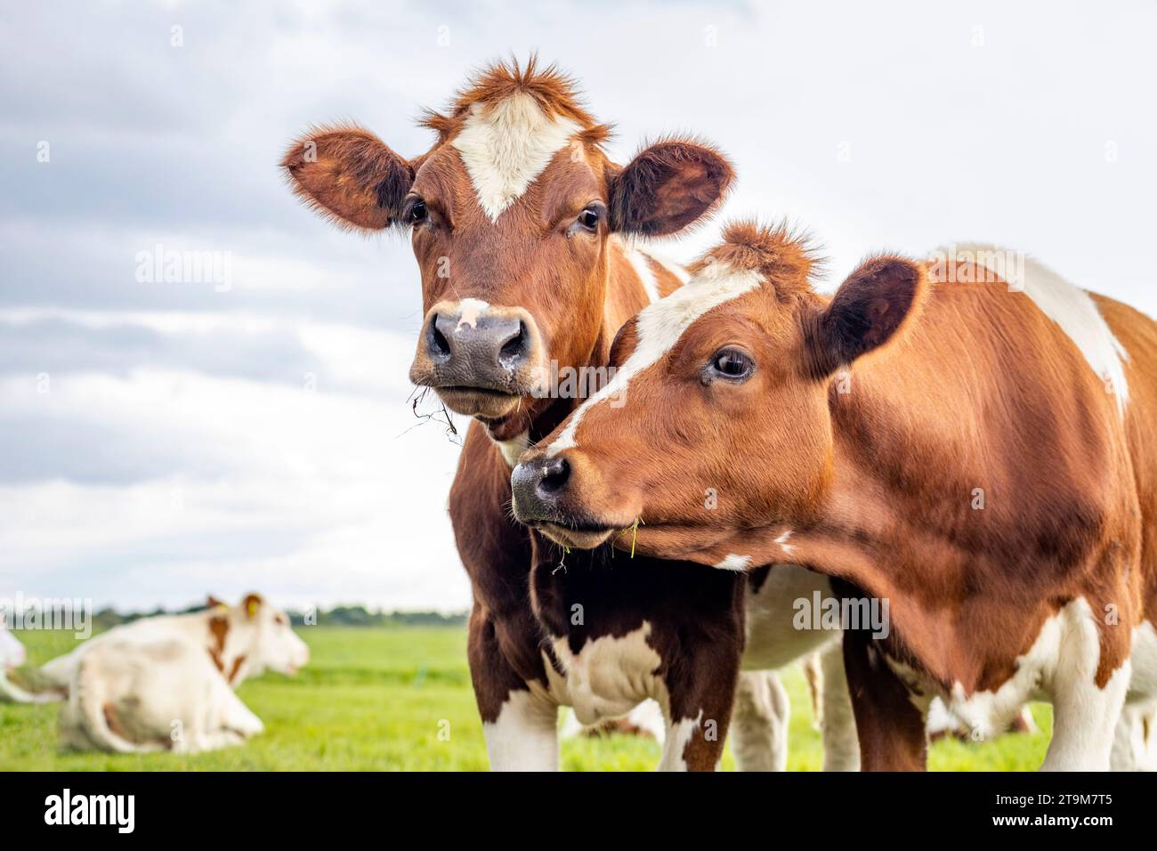 Two cuddling cows, couple heads together looking, red and white, in ...