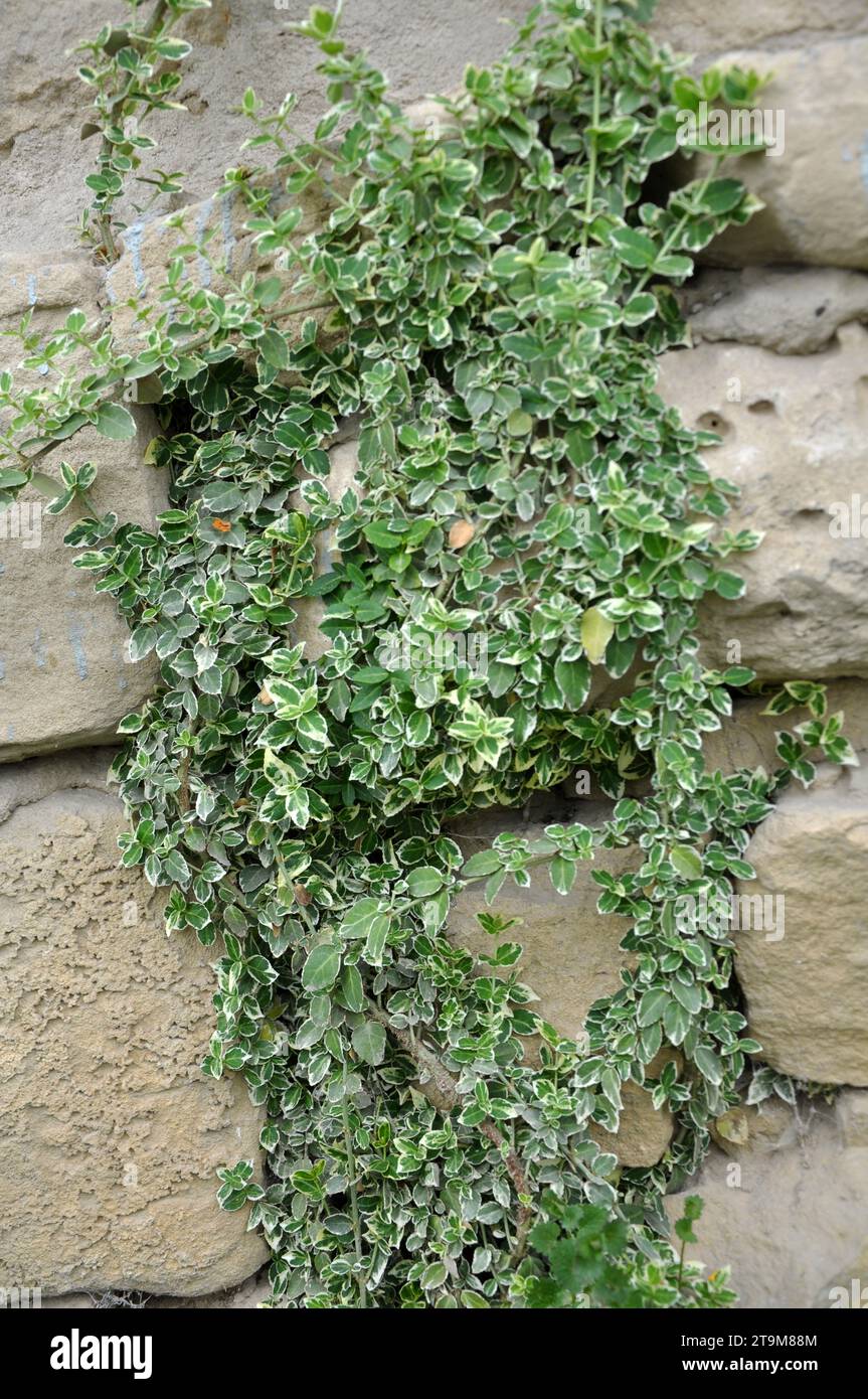 The evergreen ornamental shrub Euonymus fortunei grows in the garden Stock Photo