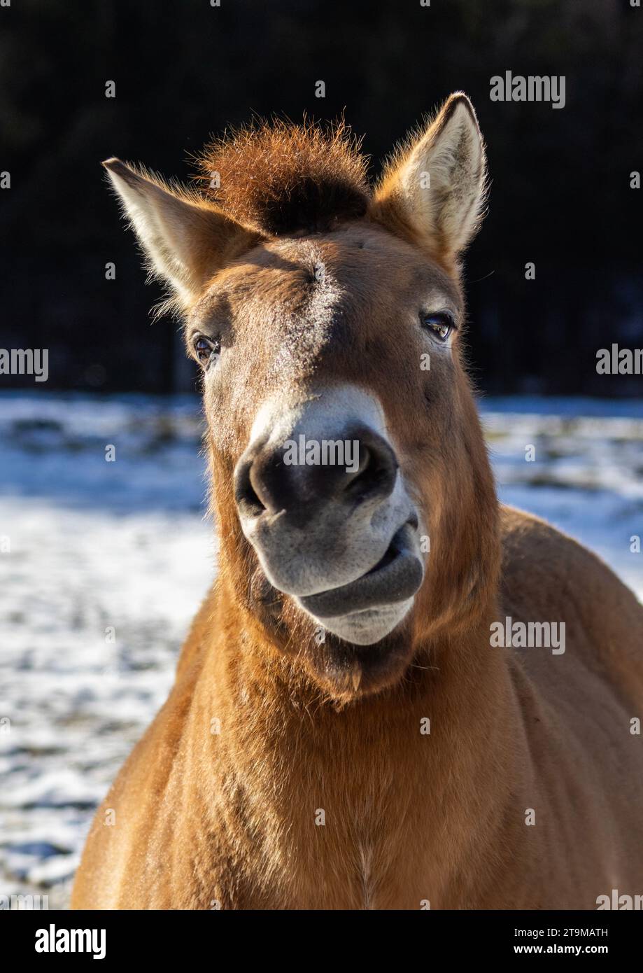 Przewalski's horse (Equus ferus przewalskii or Equus przewalskii ) Mongolian wild horse or Dzungarian horse in winter Stock Photo