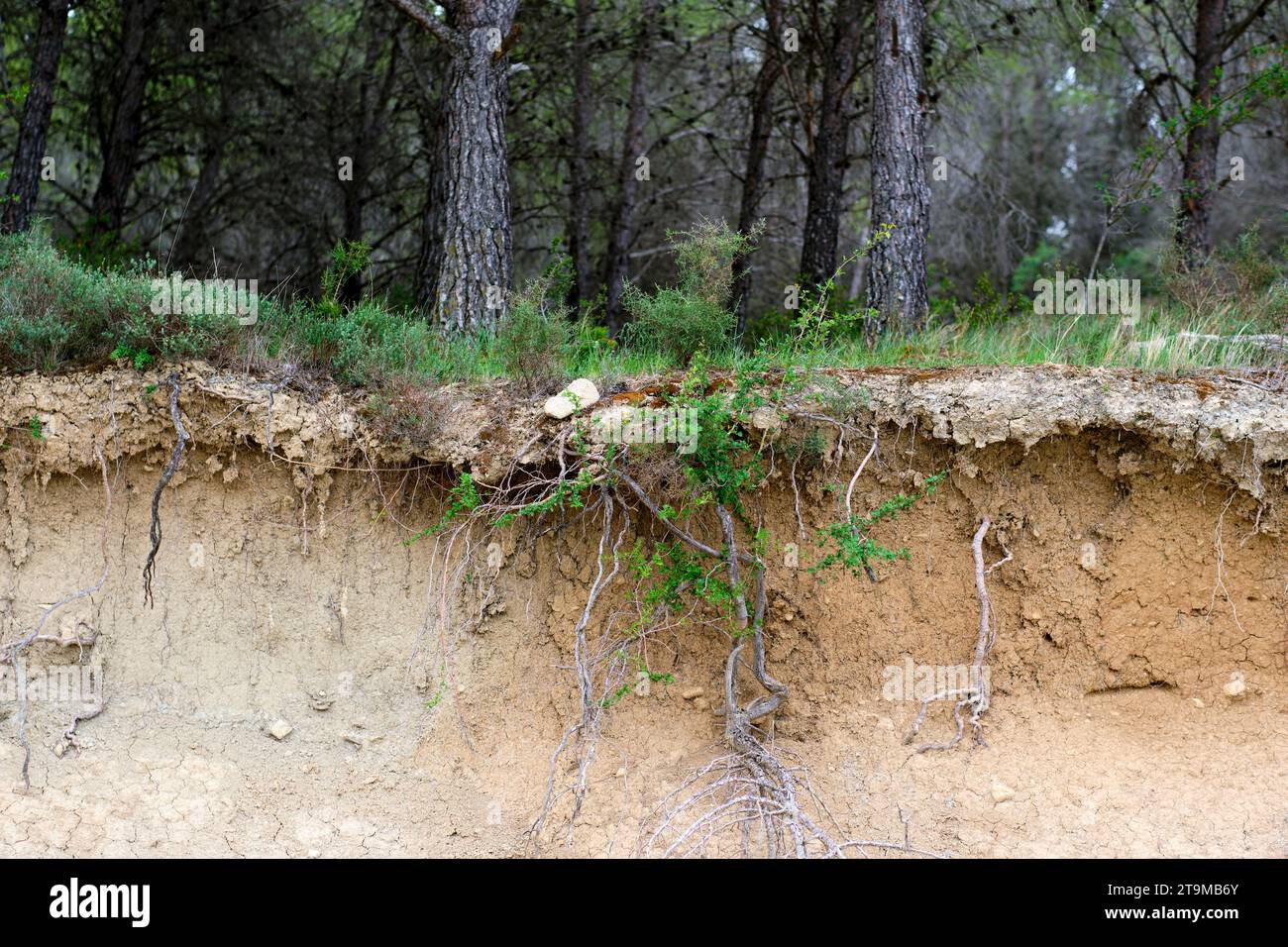 Cutaway with layers of a fertile soil with roots and trunks. Stock Photo