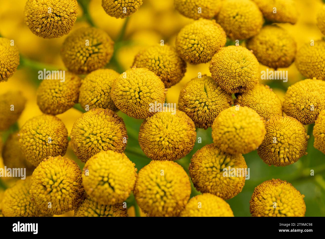 Macro shot of blooming common tansy (Tanacetum vulgare) with bright yellow blossoms Stock Photo