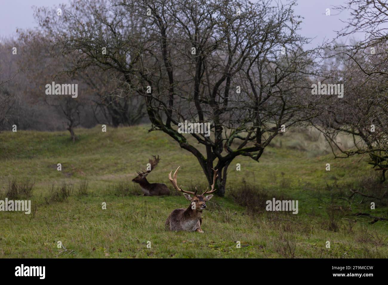 Beautiful deer with big horns walk in the forest, park. Deer eat grass. Beautiful foggy morning. Deer graze on the lawn. National Park with animals, d Stock Photo