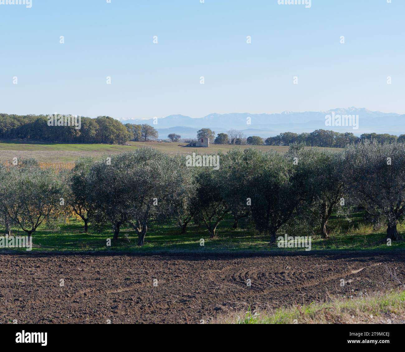 Olive Trees with a hut and hills behind on an autumn morning, Montefiascone, Lazio Region, Italy. November 26th 2023. Stock Photo
