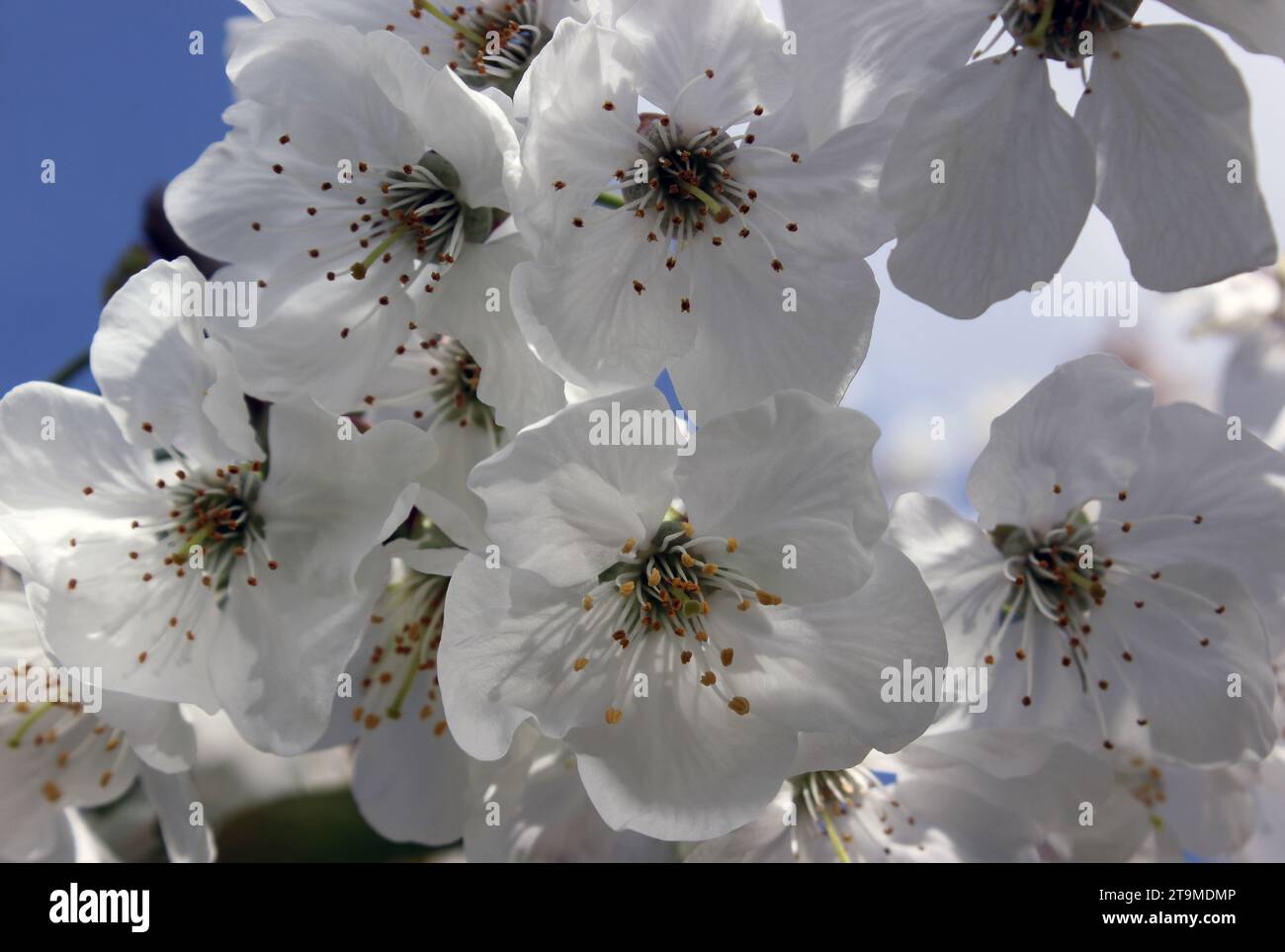 White scented blossom on 'Morello' sour cherry tree Prunus cerasus Morello in spring Stock Photo