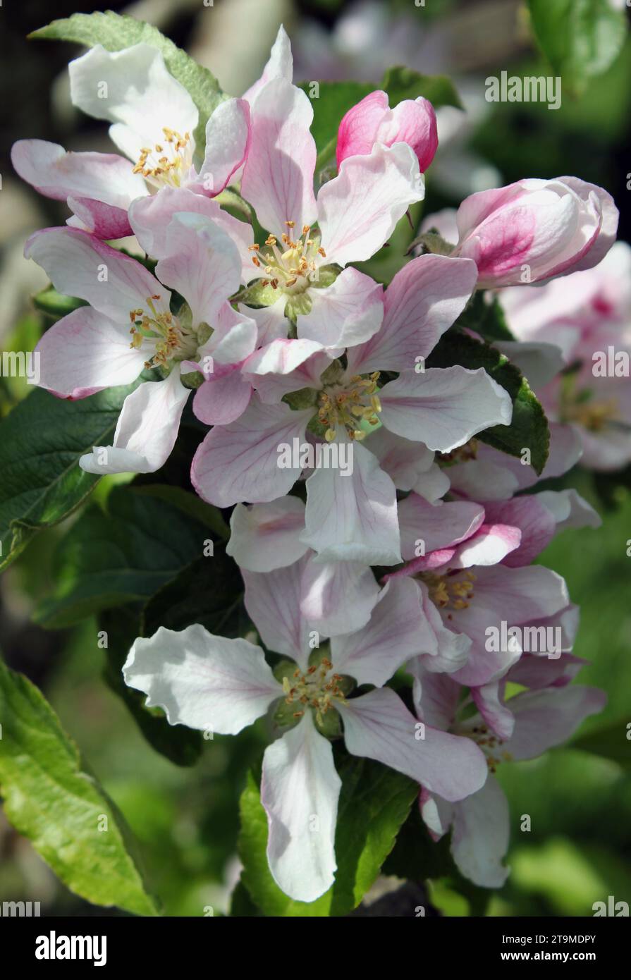 May blossom on a Bramley Apple Tree Stock Photo Alamy