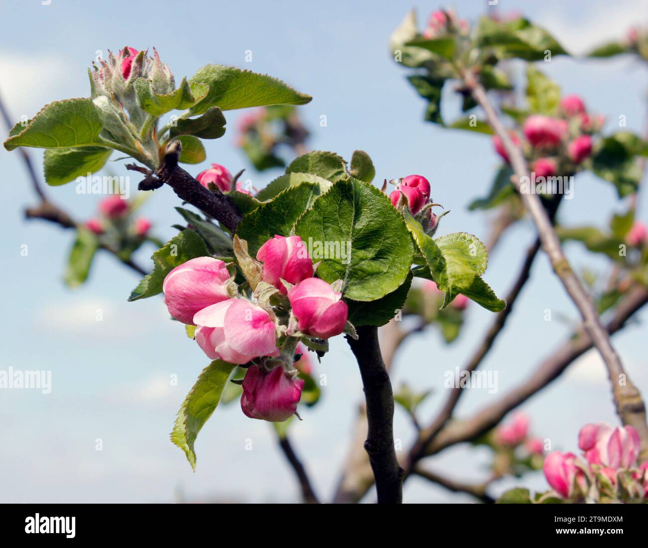 Pink blossom buds on a Bramley Apple Tree in early May Stock Photo Alamy
