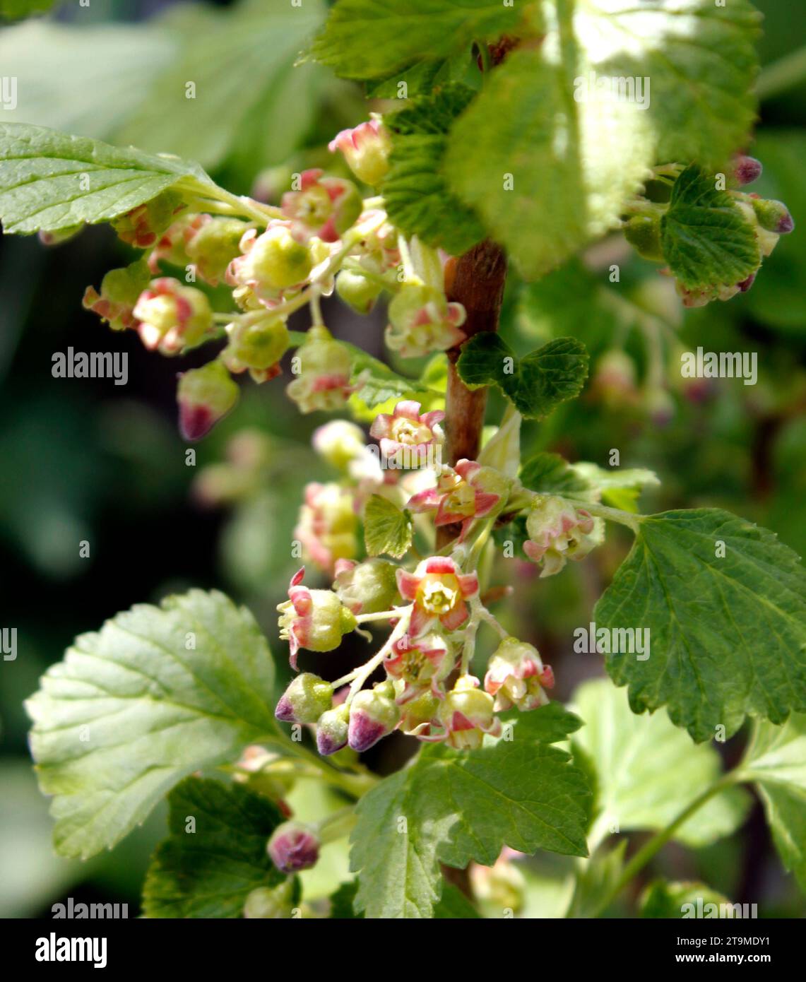 Flower buds in spring of blackcurrants (Ribes nigrum) Stock Photo