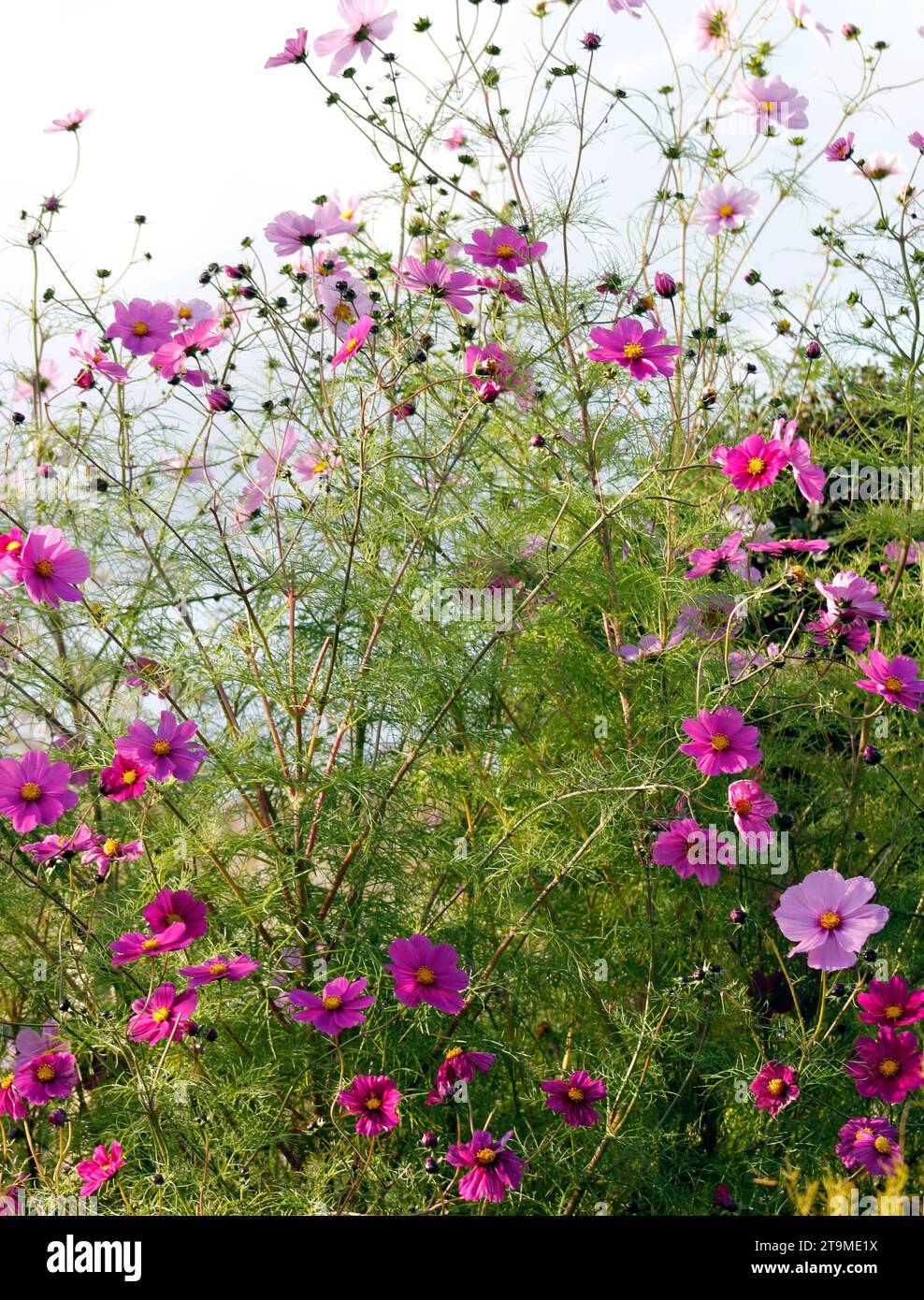 A mass of Cosmos flowering plants growing upright in October Stock