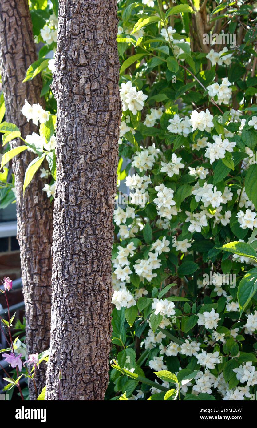 Philadelphus 'Mock Orange' scented flowering shrub growing between two tall trunks of the Torbay Palm trees Stock Photo
