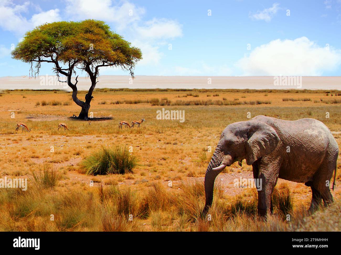 Beautiful out of Africa scene with a solitary elephant and an Acacia tree with a backdrop of the Etosha Pan. Stock Photo
