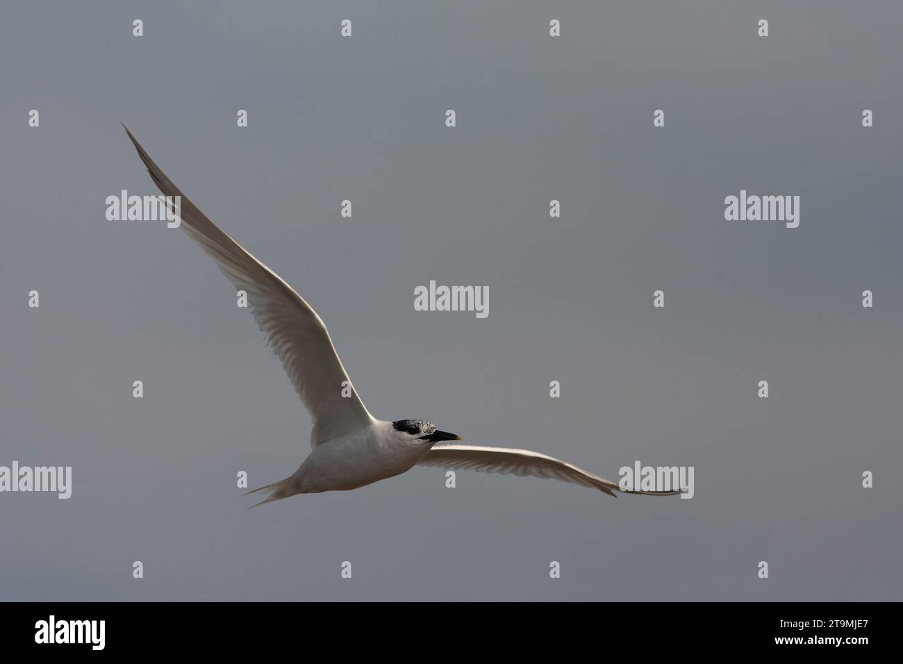 Sandwich Tern Thalasseus Sandvicensis Along The North Sea Coast sandwich-tern-thalasseus-sandvicensis-along-the-north-sea-coast