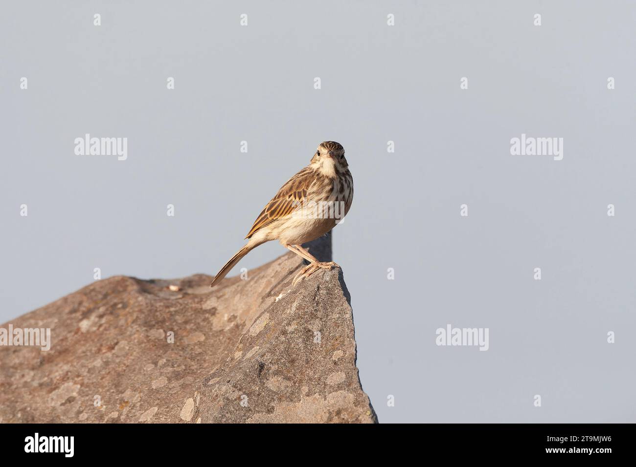 Berthelot's Pipit, Anthus berthelotii madeirensis, on Madeira. Stock Photo