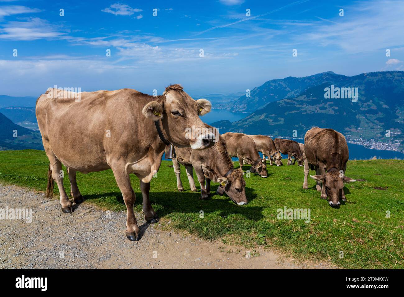 House cows grazing in the Swiss mountains. Stock Photo