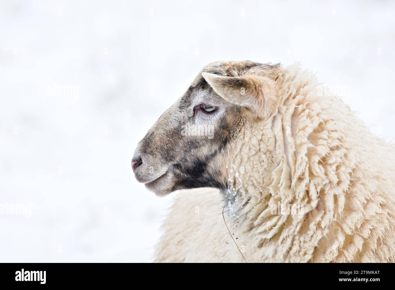 Domestic sheep close-up portrait on the winter pasture covered by snow. Livestock on small farm in Czech republic countryside. Copy space for text. Stock Photo