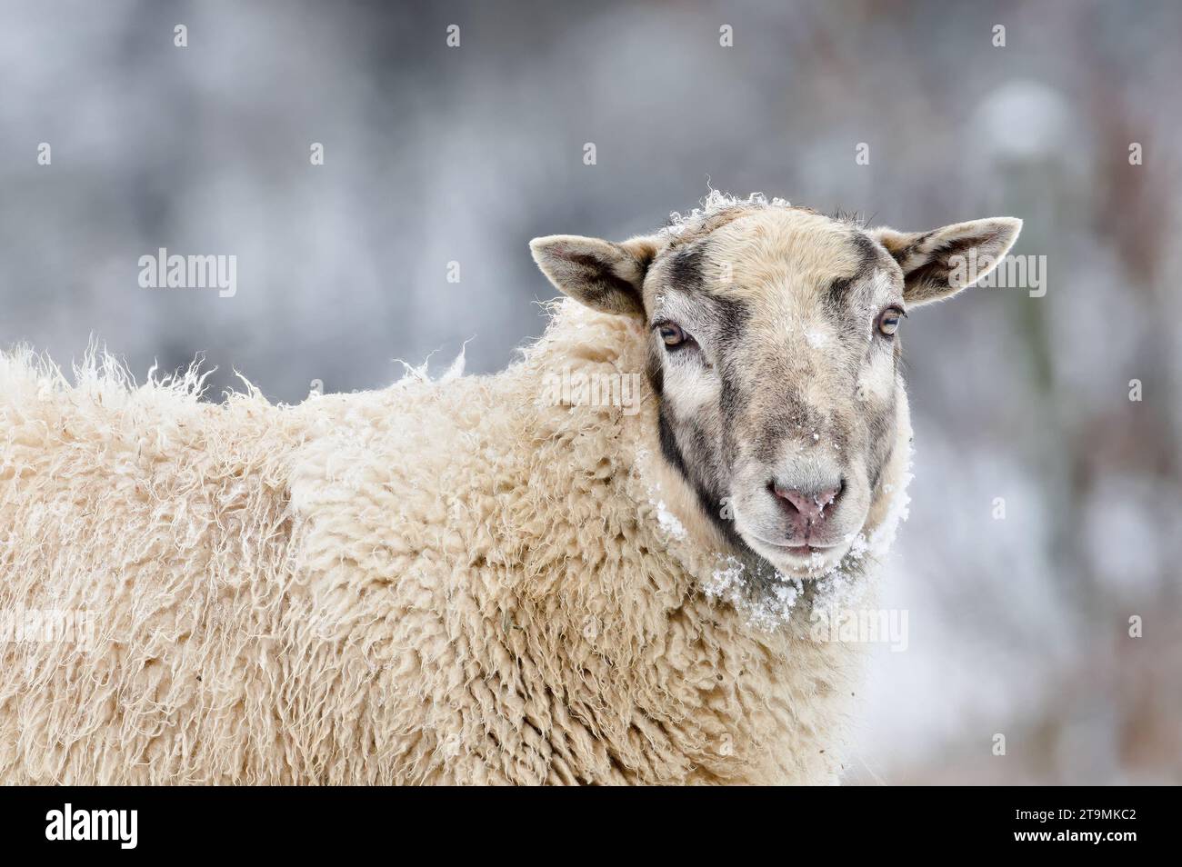 Domestic sheep close-up portrait on the winter pasture covered by snow. Livestock on small farm in Czech republic countryside. Stock Photo
